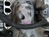 Volkswagen  Polo 1.2 12v 1.2 6v 1.4td Motor I Delovi Motora